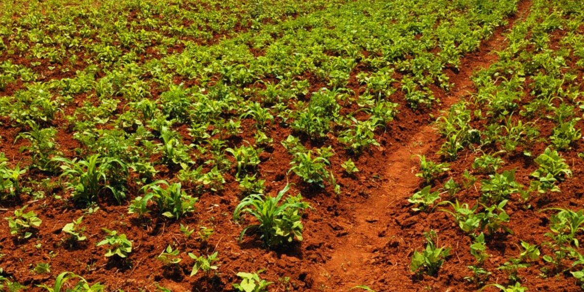 akim gardens phase24