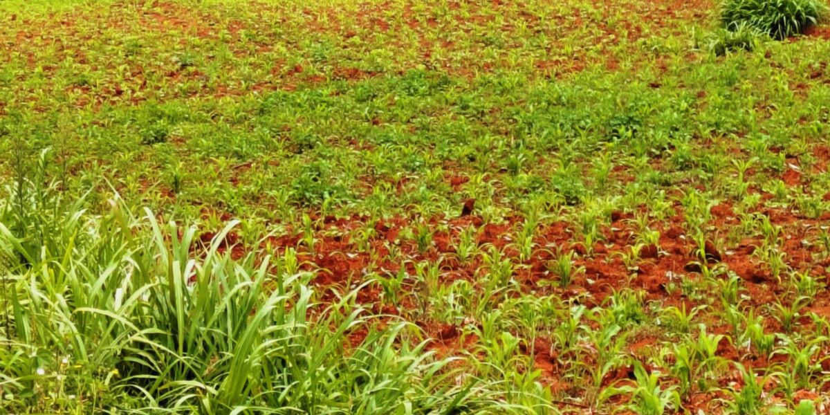 akim gardens phase25